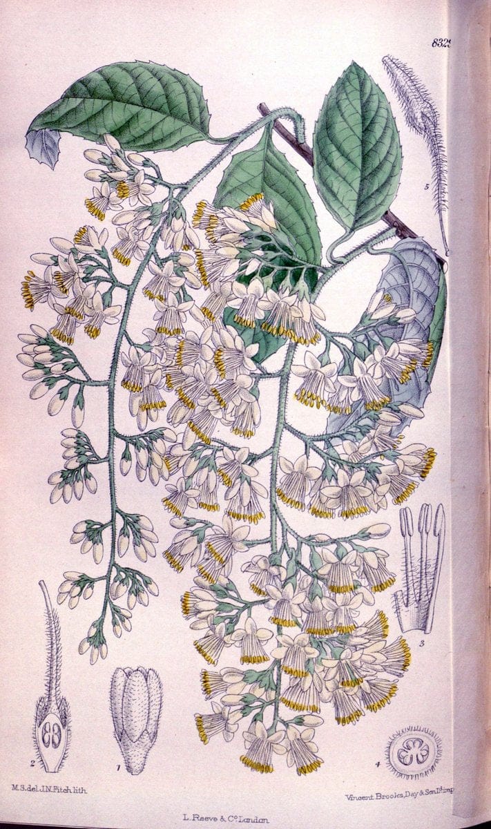 Curtis's botanical magazine. London ; New York [etc.] :Academic Press [etc.]. | "Botanical illustration" Botany Periodicals "Pictorial works" "Plants, Ornamental"  | Vintage Print Reproduction 454164