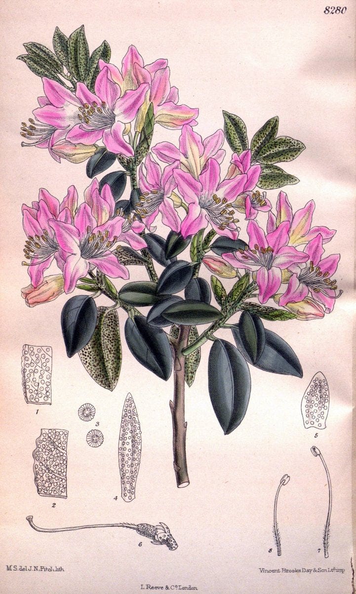 Curtis's botanical magazine. London ; New York [etc.] :Academic Press [etc.]. | "Botanical illustration" Botany Periodicals "Pictorial works" "Plants, Ornamental"  | Vintage Print Reproduction 454167