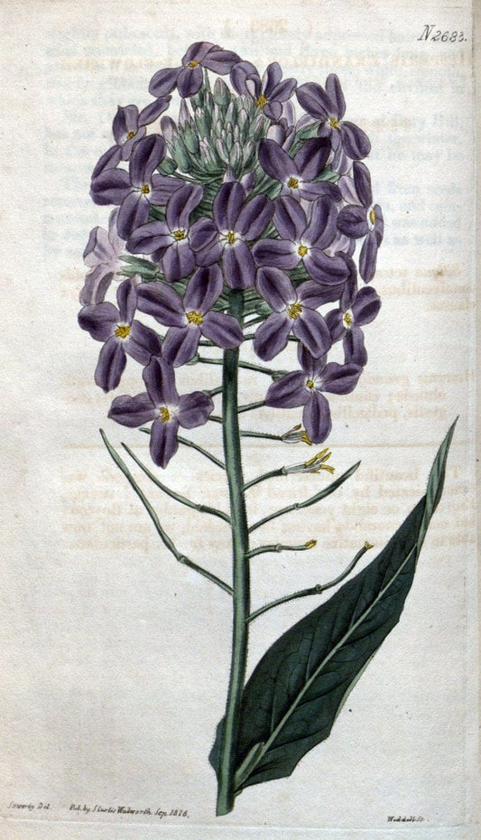 Curtis's botanical magazine. London ; New York [etc.] :Academic Press [etc.]. | "Botanical illustration" Botany Periodicals "Pictorial works" "Plants, Ornamental"  | Vintage Print Reproduction 454168