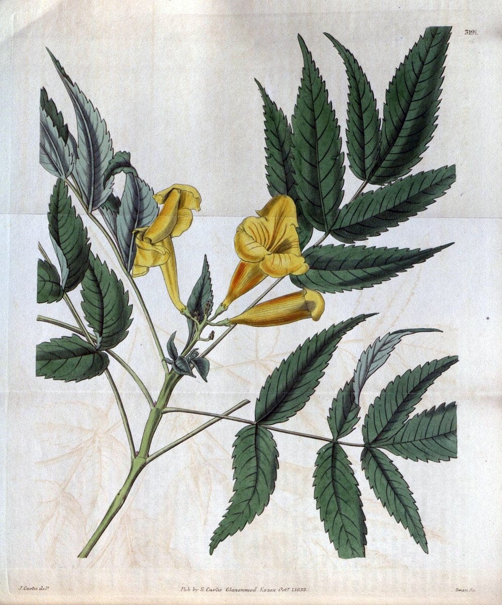 Dragable Image