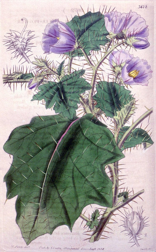 Curtis's botanical magazine..London ;New York [etc.] :Academic Press [etc.]. |  | Vintage Print Reproduction 454170