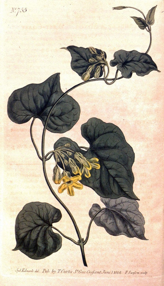 Curtis's botanical magazine..London ;New York [etc.] :Academic Press [etc.]. |  | Vintage Print Reproduction 454171