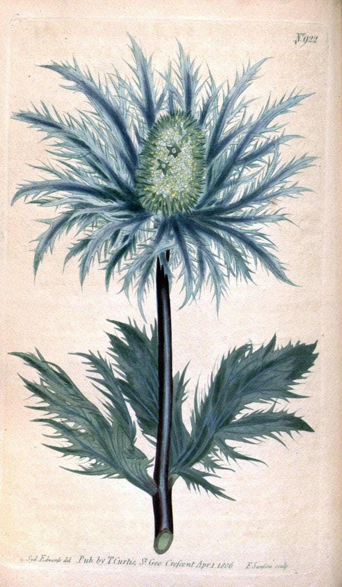 Curtis's botanical magazine. London ;New York [etc.] :Academic Press [etc.]. | Botany Periodicals "Pictorial works"  | Vintage Print Reproduction 454172