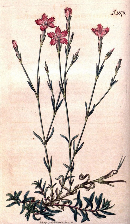 Curtis's botanical magazine. London ; New York [etc.] :Academic Press [etc.]. | "Botanical illustration" Botany Periodicals "Pictorial works" "Plants, Ornamental"  | Vintage Print Reproduction 454173