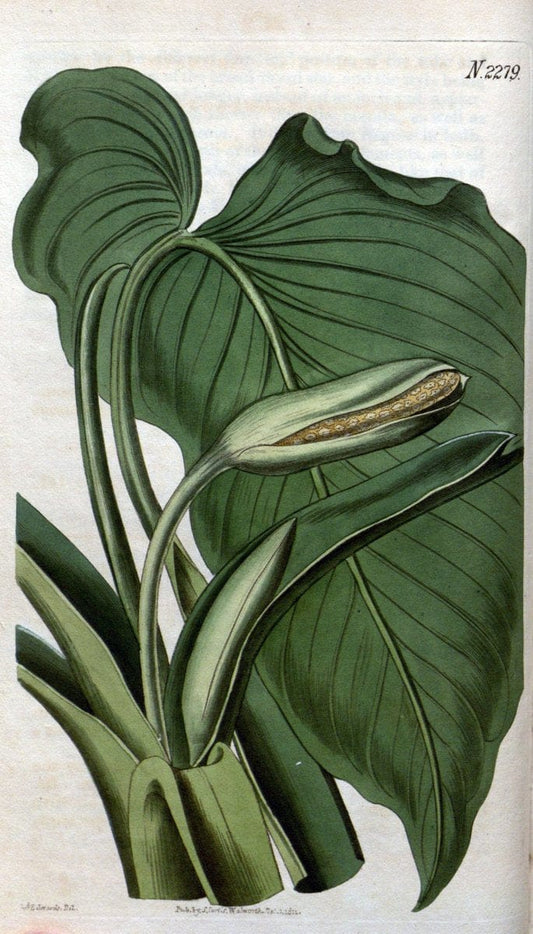 Curtis's botanical magazine. London ; New York [etc.] :Academic Press [etc.]. | "Botanical illustration" Botany Periodicals "Pictorial works" "Plants, Ornamental"  | Vintage Print Reproduction 454174