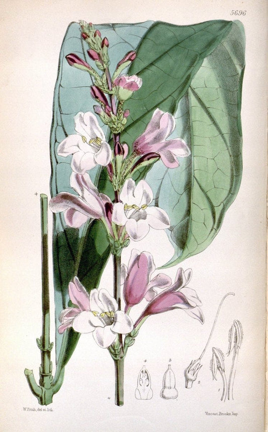 Curtis's botanical magazine. London ; New York [etc.] :Academic Press [etc.]. | "Botanical illustration" Botany Periodicals "Pictorial works" "Plants, Ornamental"  | Vintage Print Reproduction 454175