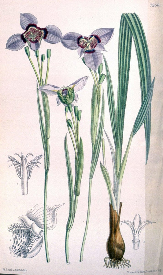 Curtis's botanical magazine. London ; New York [etc.] :Academic Press [etc.]. | "Botanical illustration" Botany Periodicals "Pictorial works" "Plants, Ornamental"  | Vintage Print Reproduction 454176