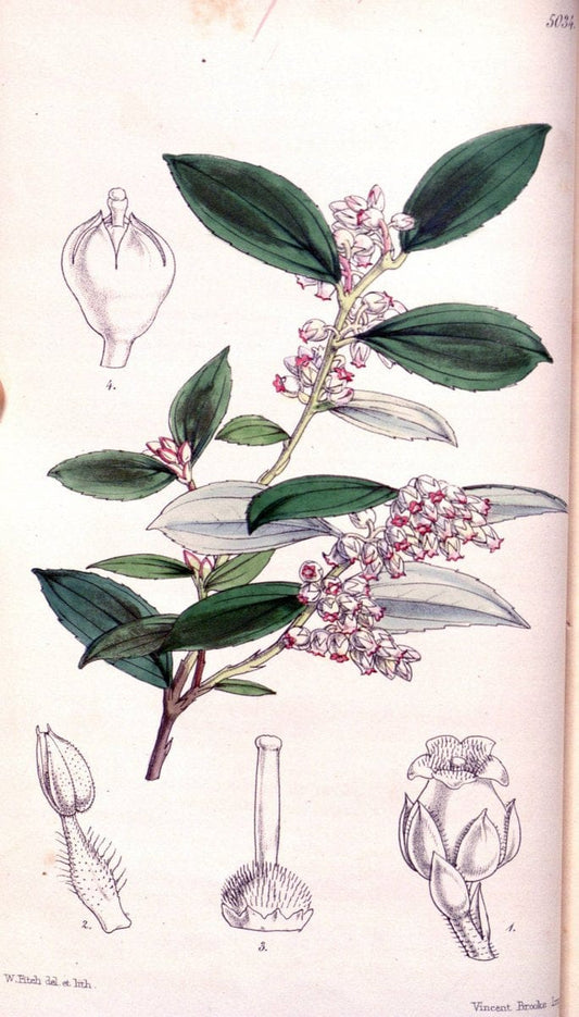 Curtis's botanical magazine. London ; New York [etc.] :Academic Press [etc.]. | "Botanical illustration" Botany Periodicals "Pictorial works" "Plants, Ornamental"  | Vintage Print Reproduction 454178