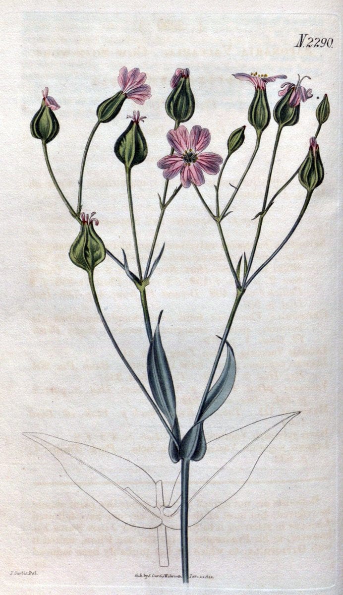 Curtis's botanical magazine. London ; New York [etc.] :Academic Press [etc.]. | "Botanical illustration" Botany Periodicals "Pictorial works" "Plants, Ornamental"  | Vintage Print Reproduction 454180
