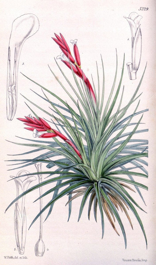 Curtis's botanical magazine. London ; New York [etc.] :Academic Press [etc.]. | "Botanical illustration" Botany Periodicals "Pictorial works" "Plants, Ornamental"  | Vintage Print Reproduction 454181