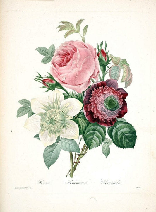 Choix des plus belles fleurs :.Paris:Ernest Panckoucke,[1833].. |  | Vintage Print Reproduction 454182