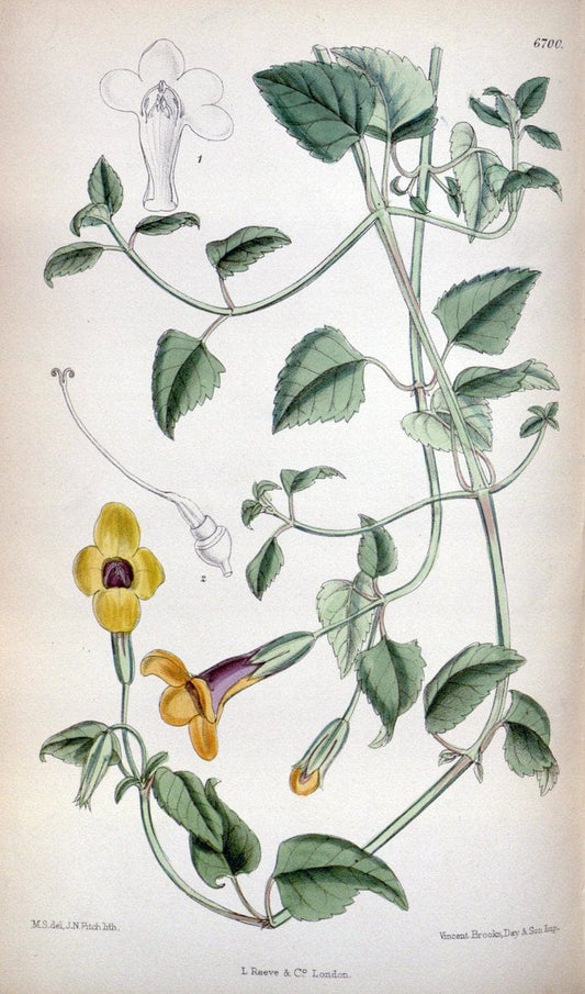 Curtis's botanical magazine. London ; New York [etc.] :Academic Press [etc.]. | "Botanical illustration" Botany Periodicals "Pictorial works" "Plants, Ornamental"  | Vintage Print Reproduction 454183