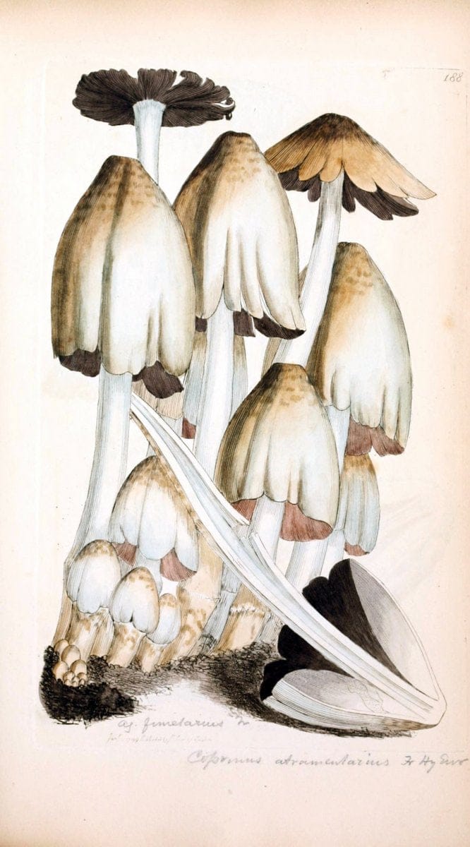 Coloured figures of English fungi or mushrooms. London,Printed by J. Davis,1797-[1809]. | England Mushrooms  | Vintage Print Reproduction 454186
