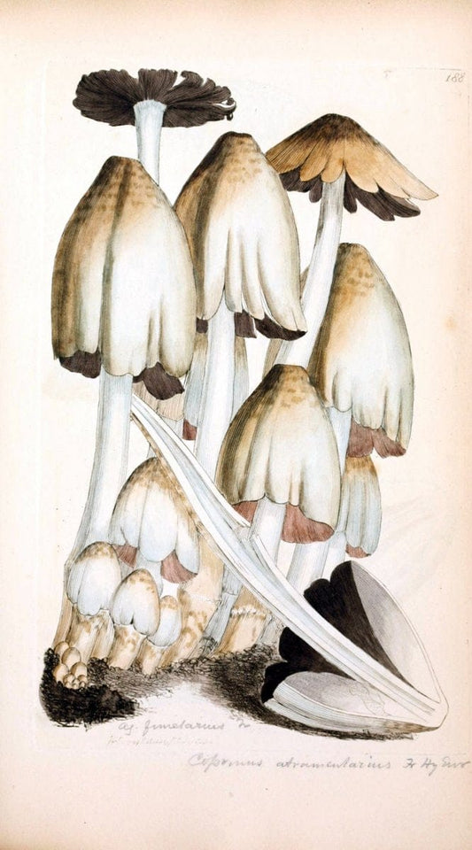 Coloured figures of English fungi or mushrooms. London,Printed by J. Davis,1797-[1809]. | England Mushrooms  | Vintage Print Reproduction 454186