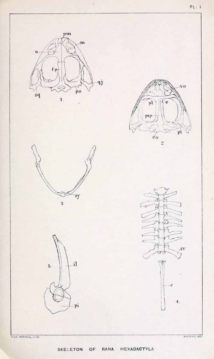 Catalogue of the Batrachia Salientia and Apoda (frogs, toads, and cÃ…â€œcilians) of souther | Amphibians India  | Vintage Print Reproduction 454187