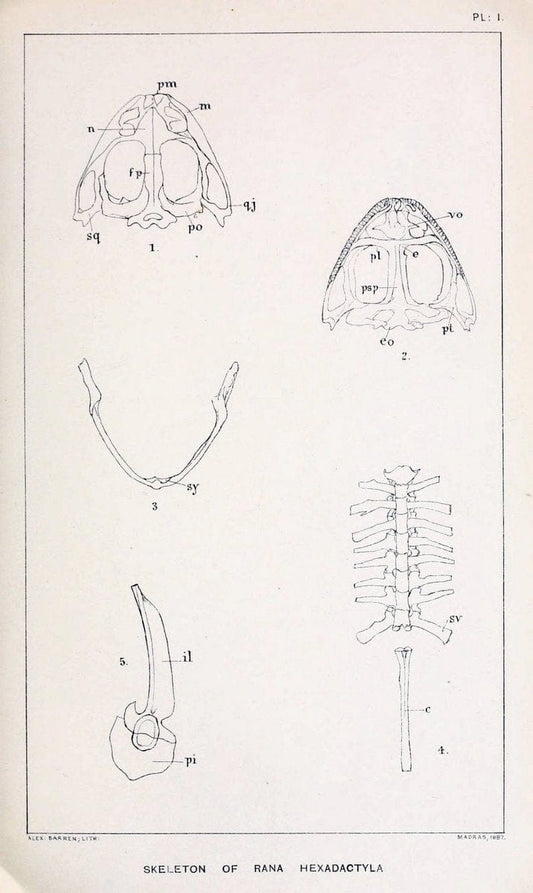 Catalogue of the Batrachia Salientia and Apoda (frogs, toads, and cÃ…â€œcilians) of souther | Amphibians India  | Vintage Print Reproduction 454187