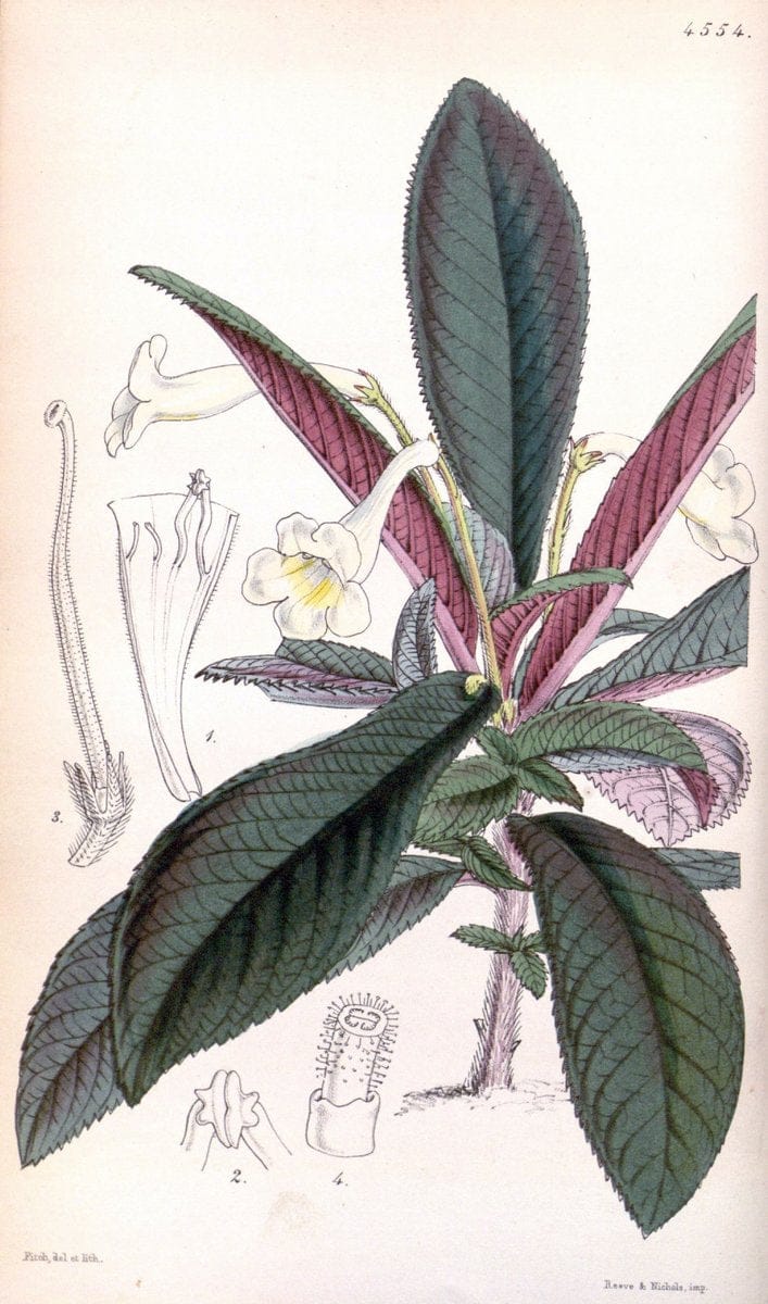 Curtis's botanical magazine. London ; New York [etc.] :Academic Press [etc.]. | "Botanical illustration" Botany Periodicals "Pictorial works" "Plants, Ornamental"  | Vintage Print Reproduction 454189
