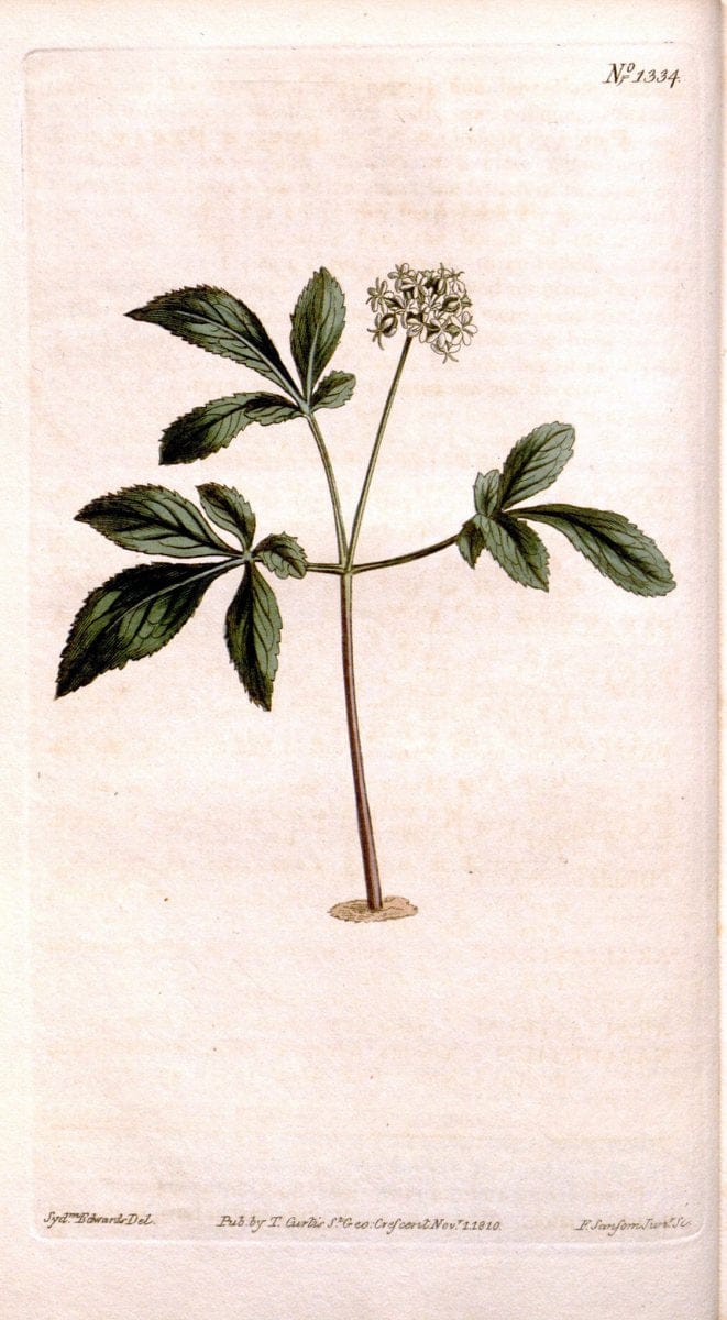 Curtis's botanical magazine. London ; New York [etc.] :Academic Press [etc.]. | "Botanical illustration" Botany Periodicals "Pictorial works" "Plants, Ornamental"  | Vintage Print Reproduction 454190