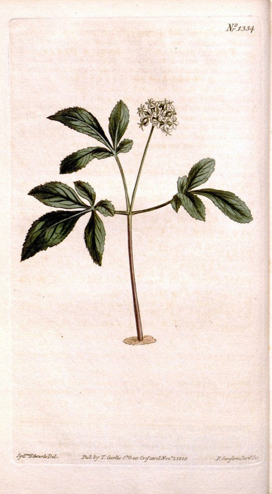 Curtis's botanical magazine. London ; New York [etc.] :Academic Press [etc.]. | "Botanical illustration" Botany Periodicals "Pictorial works" "Plants, Ornamental"  | Vintage Print Reproduction 454190