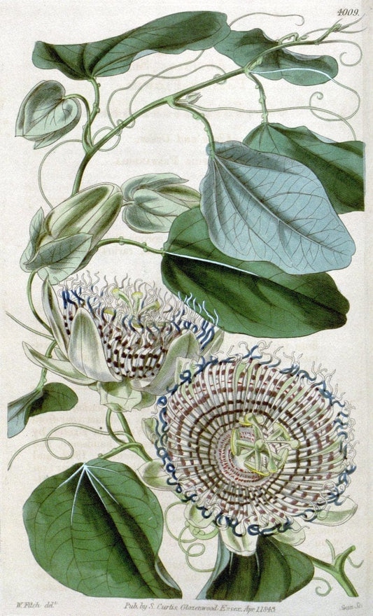 Curtis's botanical magazine. London ; New York [etc.] :Academic Press [etc.]. | "Botanical illustration" Botany Periodicals "Pictorial works" "Plants, Ornamental"  | Vintage Print Reproduction 454191