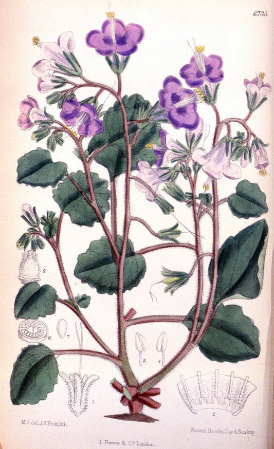 Curtis's botanical magazine. London ; New York [etc.] :Academic Press [etc.]. | "Botanical illustration" Botany Periodicals "Pictorial works" "Plants, Ornamental"  | Vintage Print Reproduction 454192