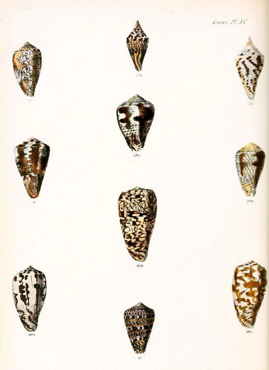 Conchologia iconica, or, Illustrations of the shells of molluscous animals. v.1London :Reeve, Brothers,1843-1878. | Mollusks "Pictorial works" Shells  | Vintage Print Reproduction 454193