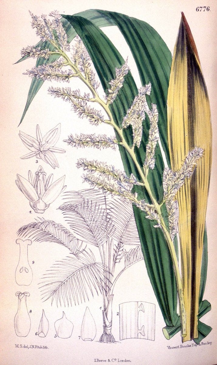 Curtis's botanical magazine. London ; New York [etc.] :Academic Press [etc.]. | "Botanical illustration" Botany Periodicals "Pictorial works" "Plants, Ornamental"  | Vintage Print Reproduction 454195