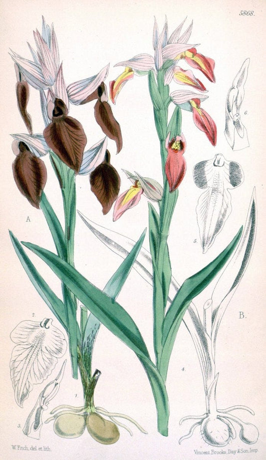 Curtis's botanical magazine. London ; New York [etc.] :Academic Press [etc.]. | "Botanical illustration" Botany Periodicals "Pictorial works" "Plants, Ornamental"  | Vintage Print Reproduction 454196