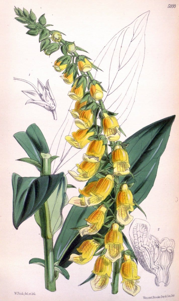 Curtis's botanical magazine. London ; New York [etc.] :Academic Press [etc.]. | "Botanical illustration" Botany Periodicals "Pictorial works" "Plants, Ornamental"  | Vintage Print Reproduction 454198