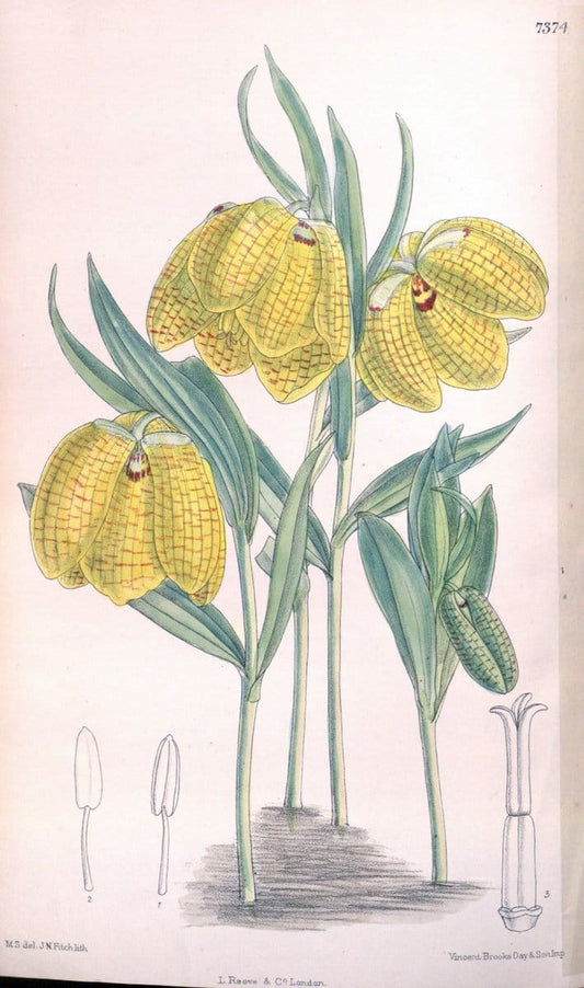 Curtis's botanical magazine. London ; New York [etc.] :Academic Press [etc.]. | "Botanical illustration" Botany Periodicals "Pictorial works" "Plants, Ornamental"  | Vintage Print Reproduction 454199
