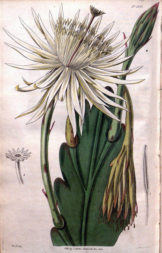 Curtis's botanical magazine. London ; New York [etc.] :Academic Press [etc.]. | "Botanical illustration" Botany Periodicals "Pictorial works" "Plants, Ornamental"  | Vintage Print Reproduction 454200