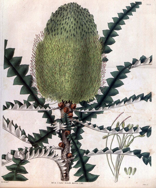 Curtis's botanical magazine..London ;New York [etc.] :Academic Press [etc.]. |  | Vintage Print Reproduction 454201