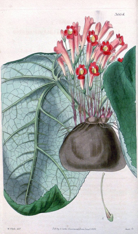 Curtis's botanical magazine..London ;New York [etc.] :Academic Press [etc.]. |  | Vintage Print Reproduction 454202