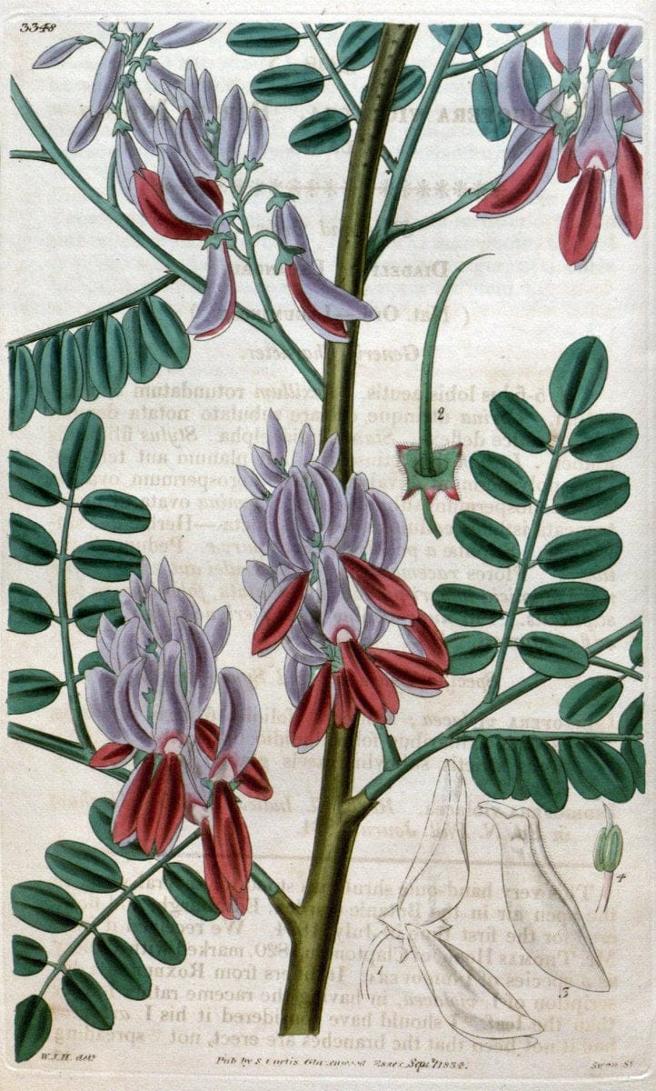 Curtis's botanical magazine..London ;New York [etc.] :Academic Press [etc.]. |  | Vintage Print Reproduction 454203