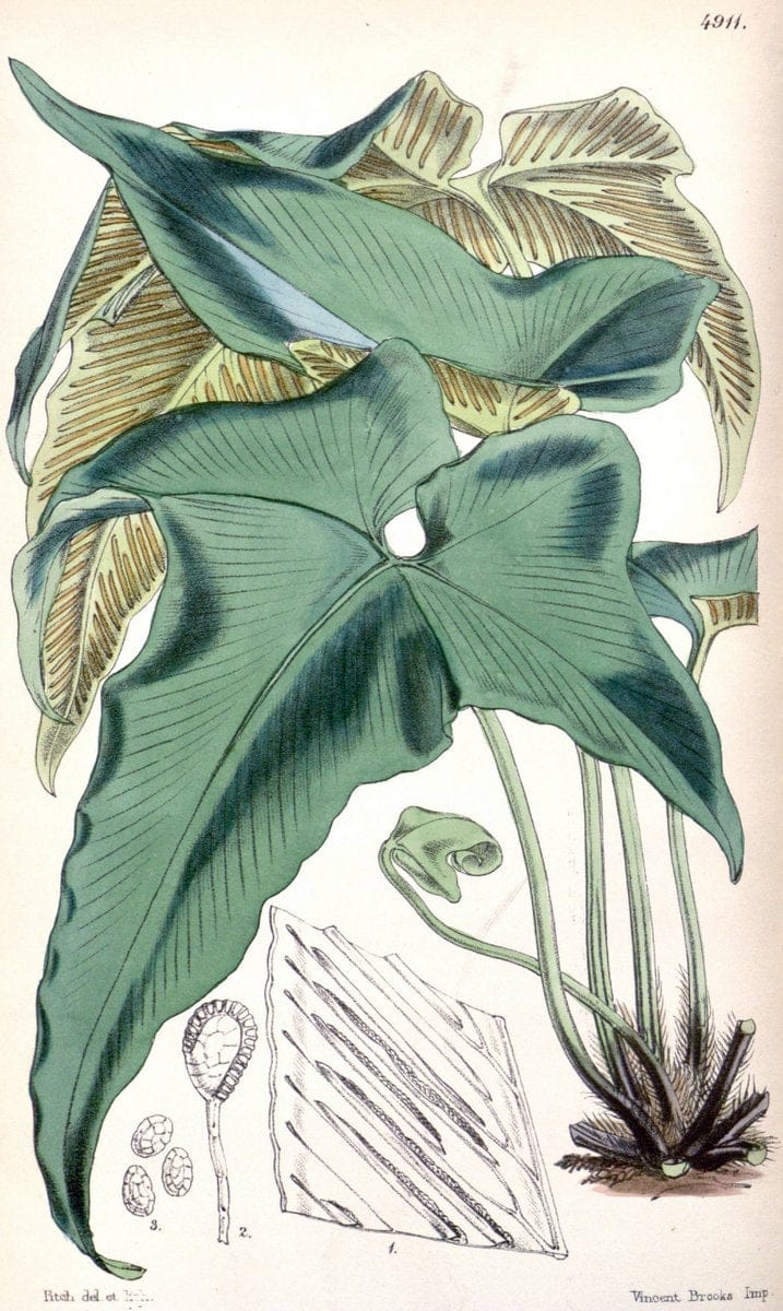 Curtis's botanical magazine. London ;New York [etc.] :Academic Press [etc.]. | Botany Periodicals "Pictorial works"  | Vintage Print Reproduction 454204