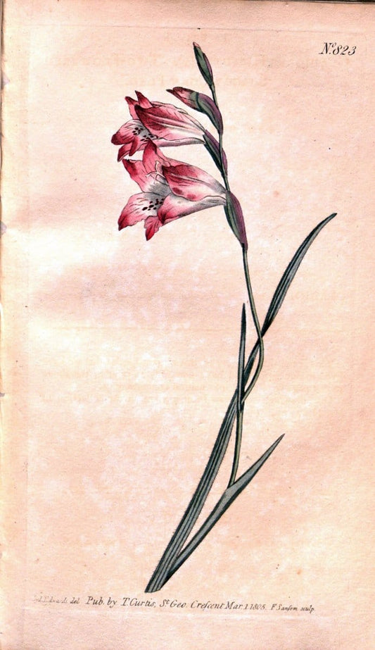 Curtis's botanical magazine. London ;New York [etc.] :Academic Press [etc.]. | Botany Periodicals "Pictorial works"  | Vintage Print Reproduction 454205