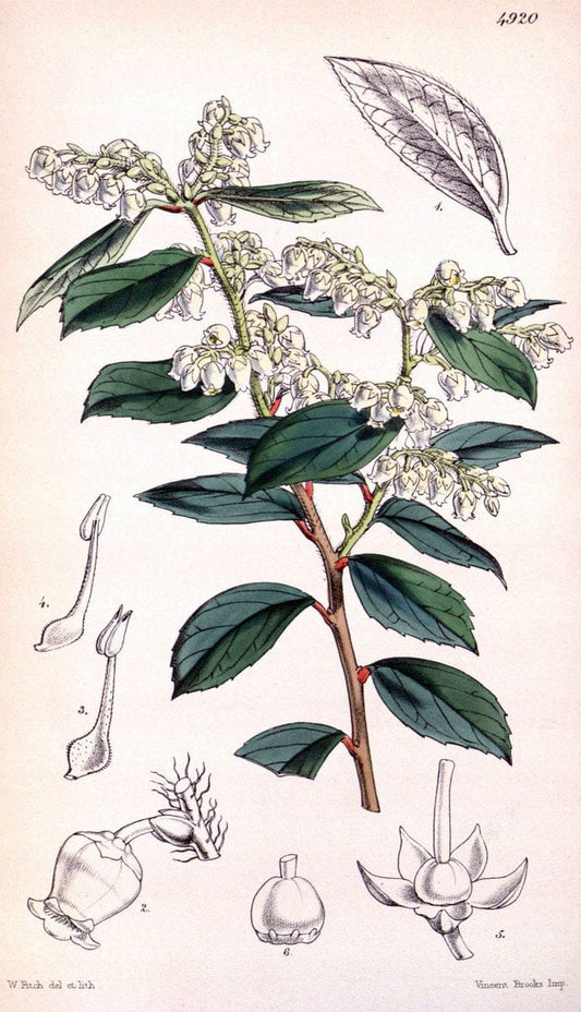 Curtis's botanical magazine. London ;New York [etc.] :Academic Press [etc.]. | Botany Periodicals "Pictorial works"  | Vintage Print Reproduction 454206