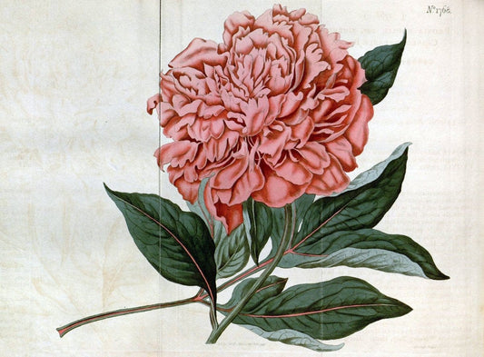 Curtis's botanical magazine. London ; New York [etc.] :Academic Press [etc.]. | "Botanical illustration" Botany Periodicals "Pictorial works" "Plants, Ornamental"  | Vintage Print Reproduction 454207