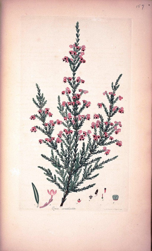 Coloured engravings of heaths :.London :Published by the Author. Printed by T. Bensley,1802-09 [1830]. |  | Vintage Print Reproduction 454208