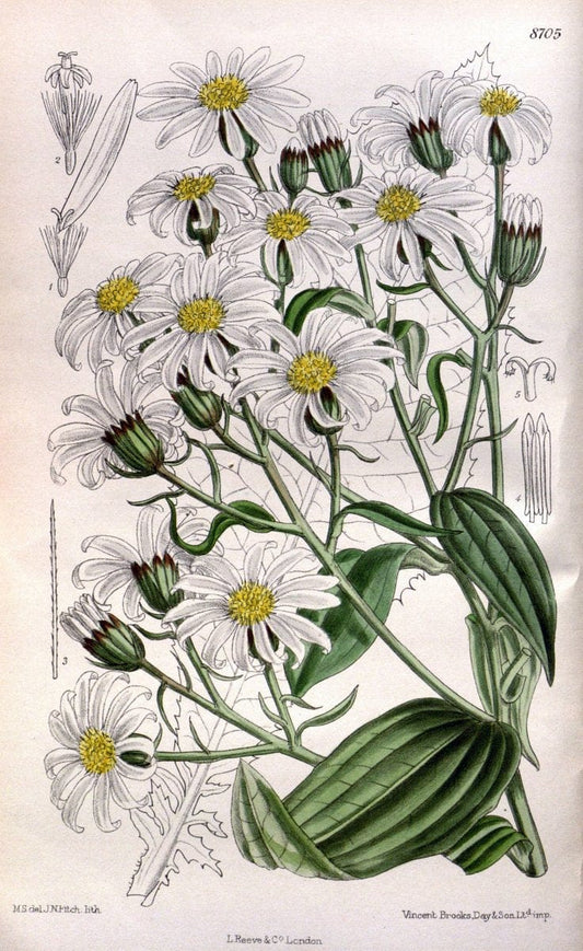 Curtis's botanical magazine. London ; New York [etc.] :Academic Press [etc.]. | "Botanical illustration" Botany Periodicals "Pictorial works" "Plants, Ornamental"  | Vintage Print Reproduction 454209