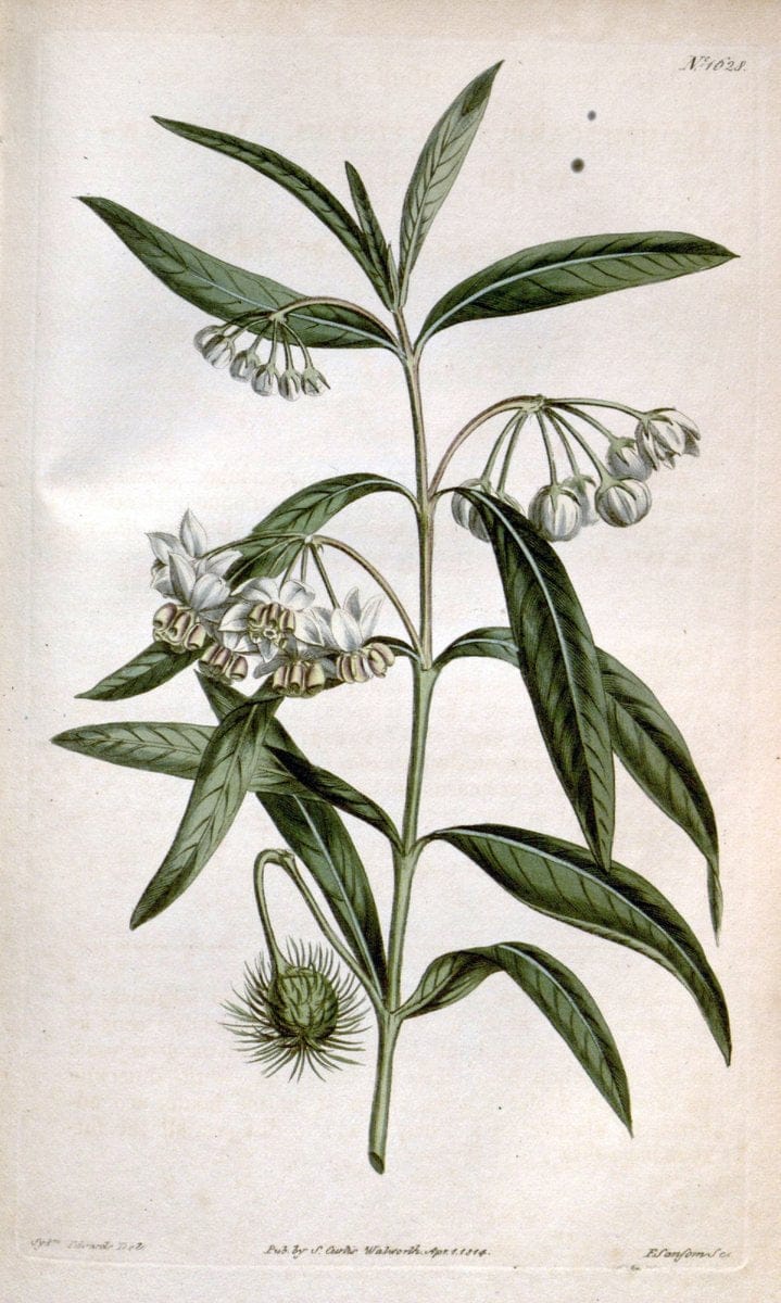 Curtis's botanical magazine. London ; New York [etc.] :Academic Press [etc.]. | "Botanical illustration" Botany Periodicals "Pictorial works" "Plants, Ornamental"  | Vintage Print Reproduction 454210