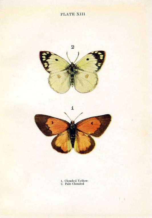 Butterflies and moths,.London & Edinburgh,T.C. & E.C. Jack[1910]. | Butterflies Moths "Cornell University Library" | Vintage Print Reproduction 454212