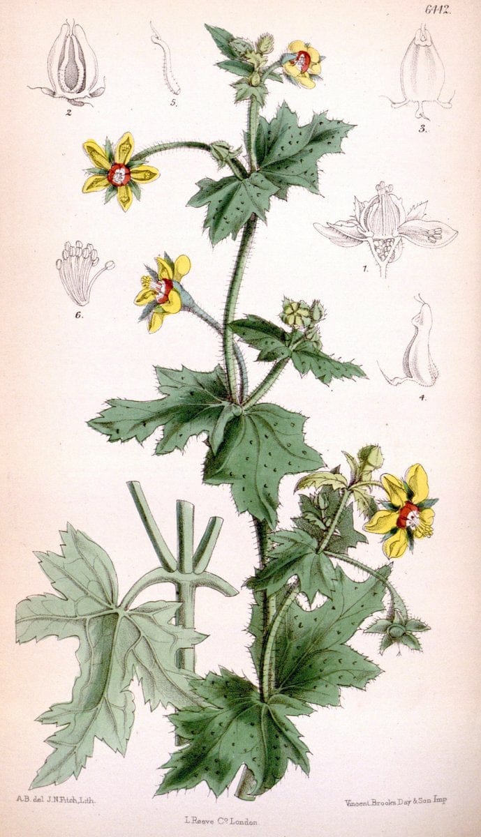 Curtis's botanical magazine. London ; New York [etc.] :Academic Press [etc.]. | "Botanical illustration" Botany Periodicals "Pictorial works" "Plants, Ornamental"  | Vintage Print Reproduction 454213