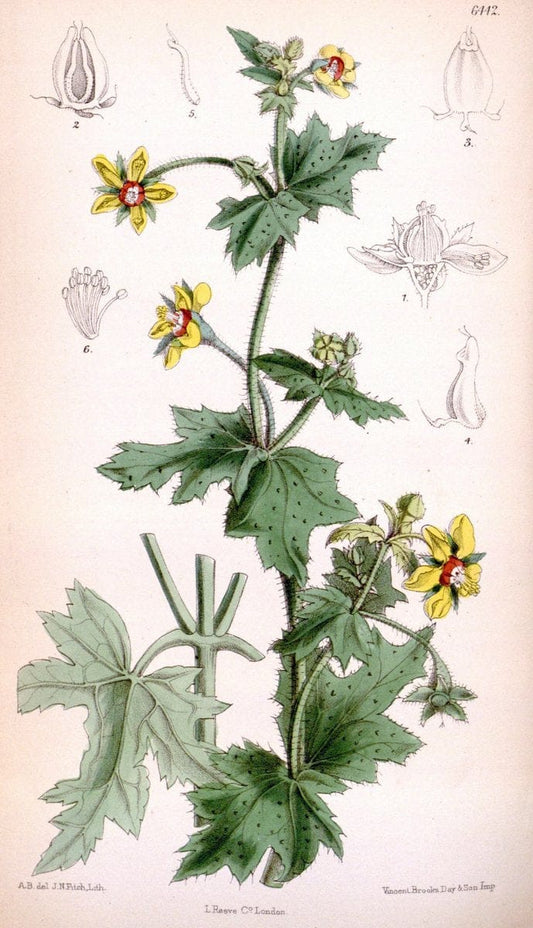 Curtis's botanical magazine. London ; New York [etc.] :Academic Press [etc.]. | "Botanical illustration" Botany Periodicals "Pictorial works" "Plants, Ornamental"  | Vintage Print Reproduction 454213
