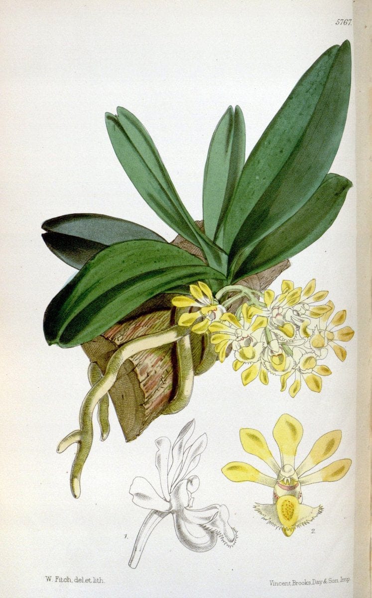 Curtis's botanical magazine. London ; New York [etc.] :Academic Press [etc.]. | "Botanical illustration" Botany Periodicals "Pictorial works" "Plants, Ornamental"  | Vintage Print Reproduction 454214