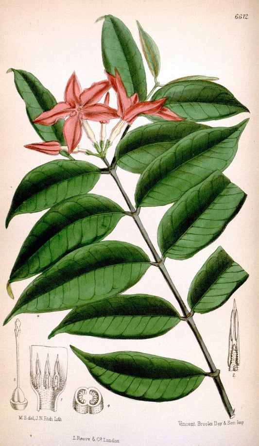 Curtis's botanical magazine. London ; New York [etc.] :Academic Press [etc.]. | "Botanical illustration" Botany Periodicals "Pictorial works" "Plants, Ornamental"  | Vintage Print Reproduction 454215