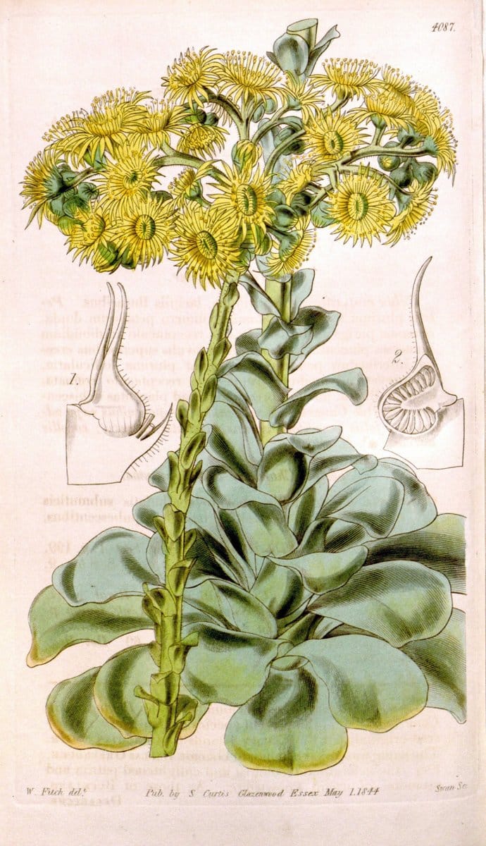 Curtis's botanical magazine. London ; New York [etc.] :Academic Press [etc.]. | "Botanical illustration" Botany Periodicals "Pictorial works" "Plants, Ornamental"  | Vintage Print Reproduction 454219