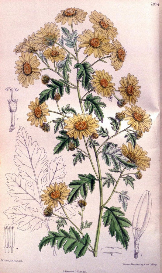 Curtis's botanical magazine. London ; New York [etc.] :Academic Press [etc.]. | "Botanical illustration" Botany Periodicals "Pictorial works" "Plants, Ornamental"  | Vintage Print Reproduction 454220