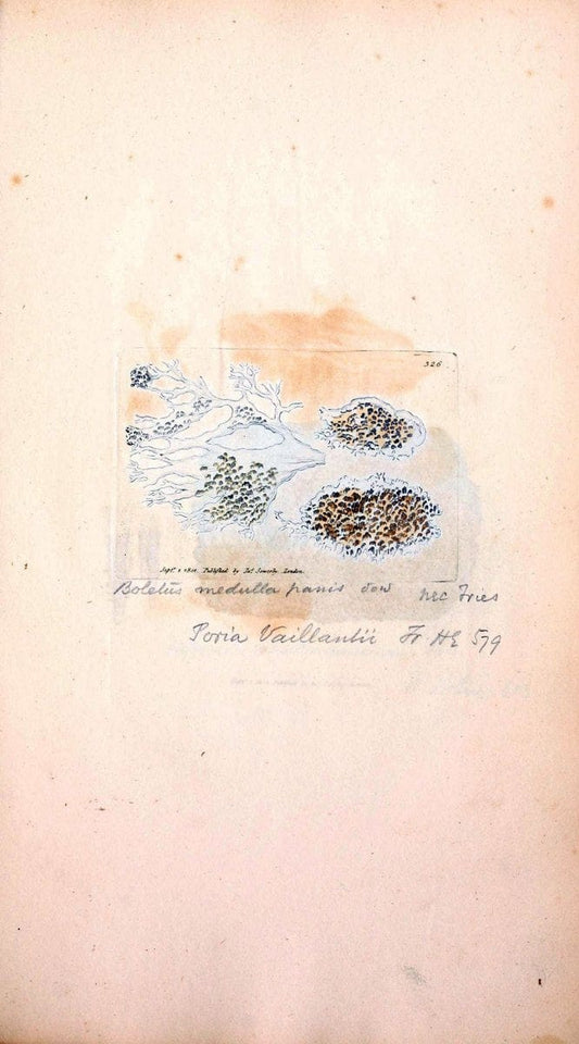 Coloured figures of English fungi or mushrooms. London,Printed by J. Davis,1797-[1809]. | England Mushrooms  | Vintage Print Reproduction 454221