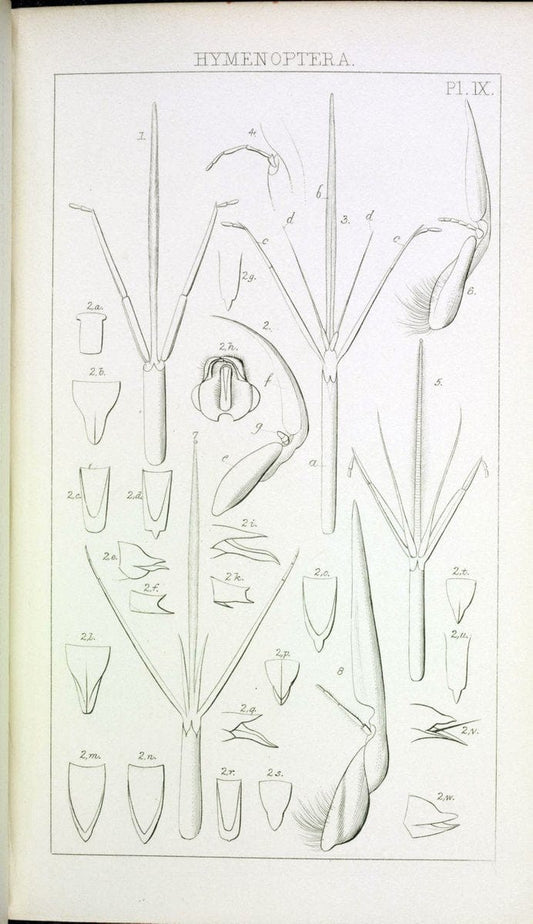 Catalogue of British Hymenoptera in the collection of the British Museum..London,1855.. |  | Vintage Print Reproduction 454224